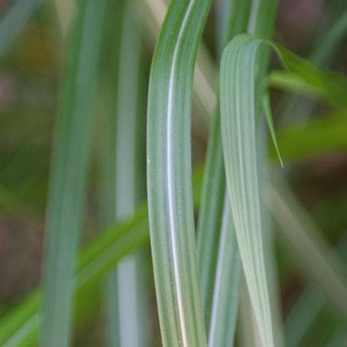 Miscanthus Sinensis Malepartus