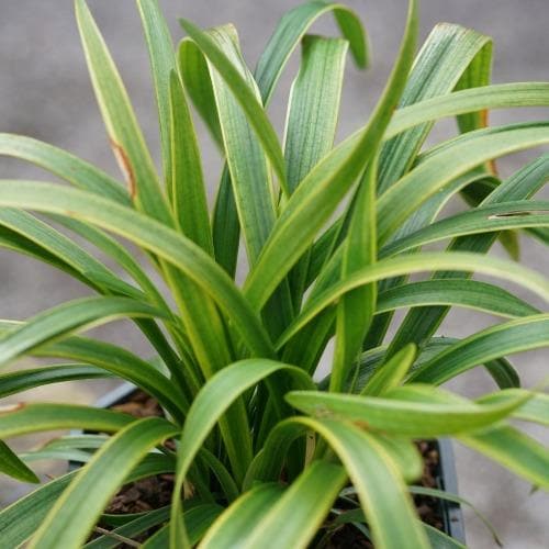 Liriope Muscari Variegata