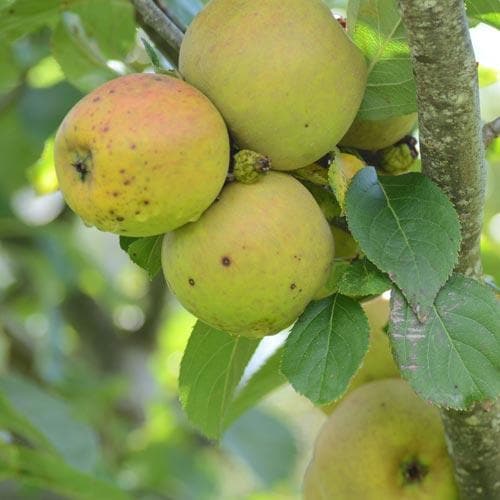 Apple Orleans Reinette
