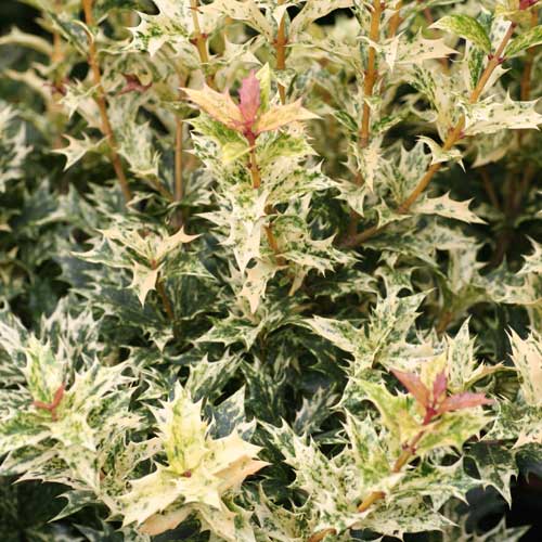 Osmanthus Heterophyllus Goshiki