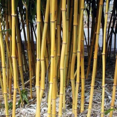 Phyllostachys Aureosulcata Spectabilis