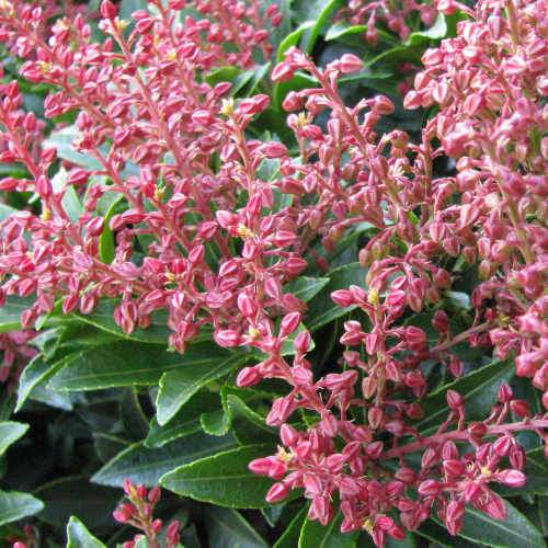 Pieris Japonica Passion