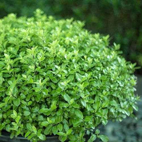 Pittosporum Tenuifolium Golf Ball
