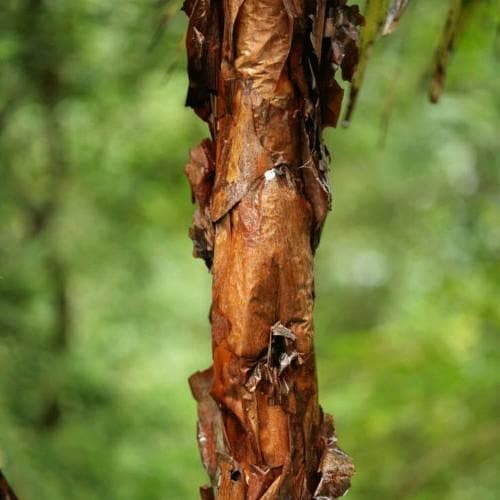 Polylepis Australis