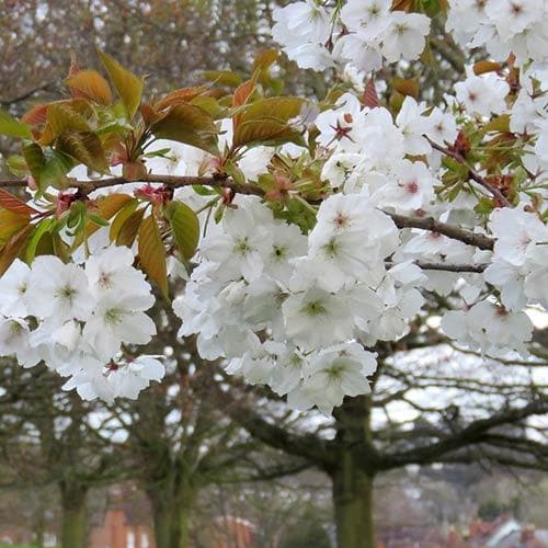 Prunus Serrulata Tai Haku - Great White Cherry