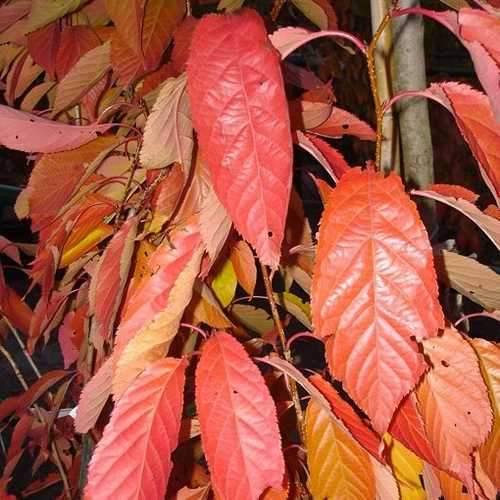 Prunus Amanogawa - Flagpole Cherry