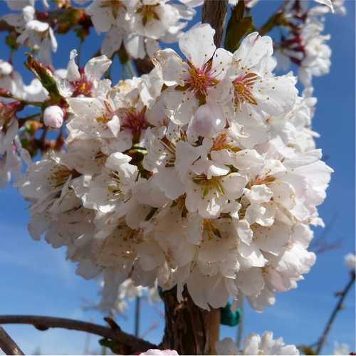Prunus Snow Showers