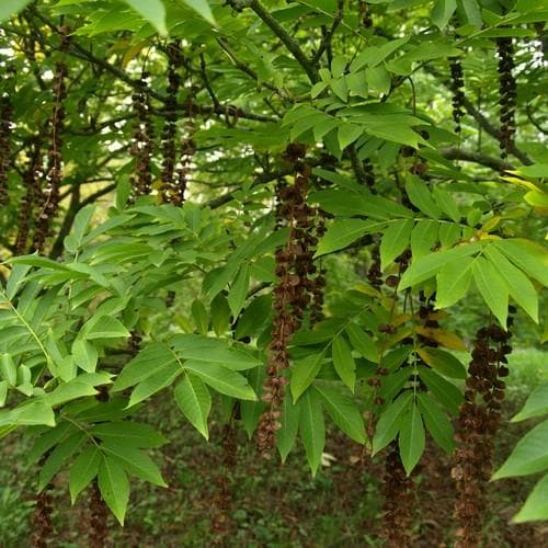 Pterocarya Rhoifolia - Japanese Wingnut