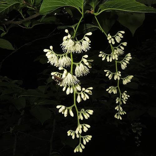 Pterostyrax Hispida