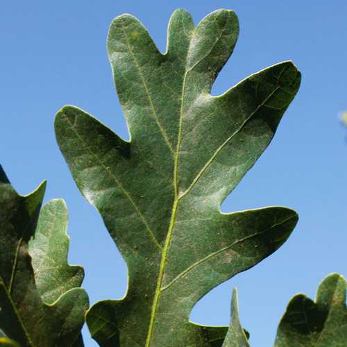Quercus Crimson Spire
