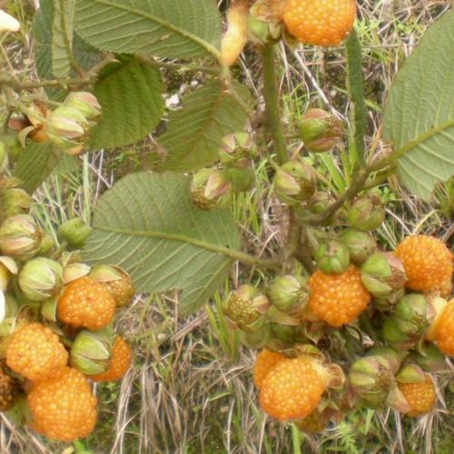 Raspberry All Gold (Fall Gold) - Autumn Fruiting