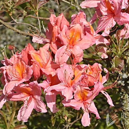 Azalea Mollis Berry Rose