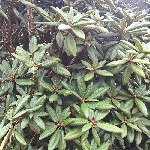 Rhododendron Arboreum