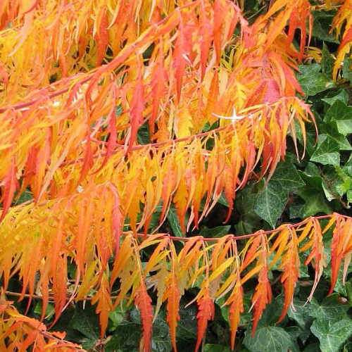Rhus Typhina Dissecta (Laciniata)