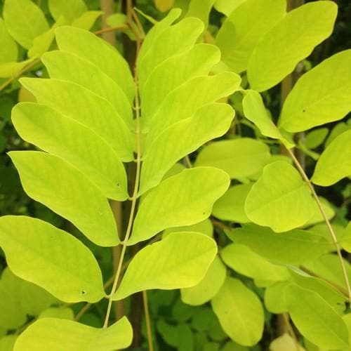 Robinia Pseudoacacia Frisia - Golden Robinia
