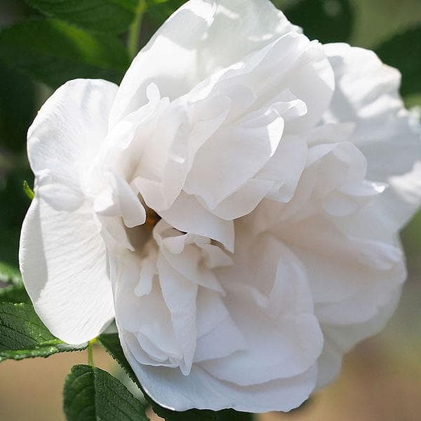 Rosa Blanc Double De Coubert - Rugosa Rose