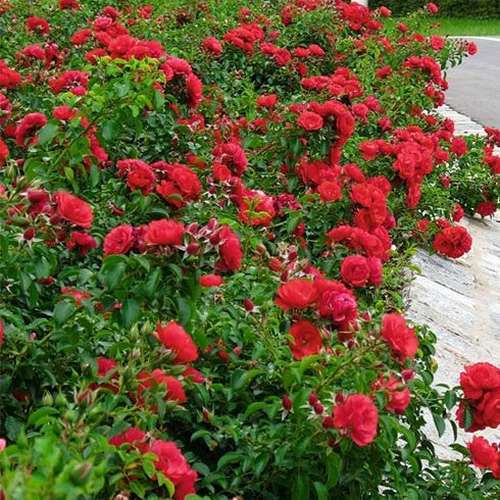 Rosa Flower Carpet Ruby