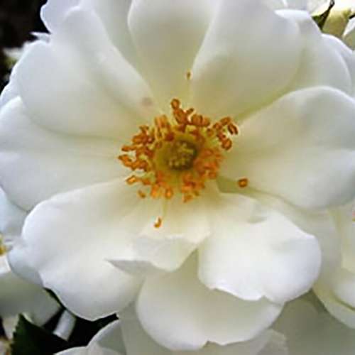 Rosa Flower Carpet White
