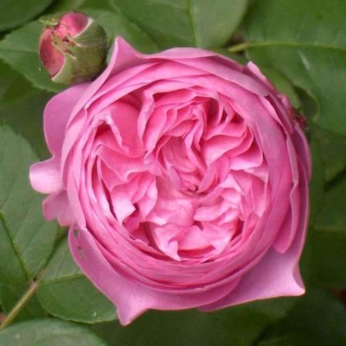 Rosa Louise Odier - Old Shrub Rose
