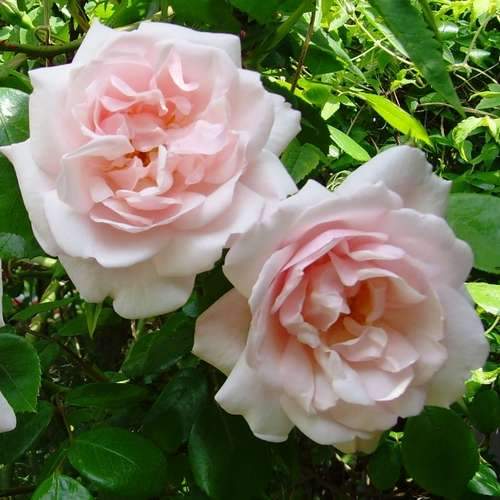 Rosa New Dawn - Climbing Rose