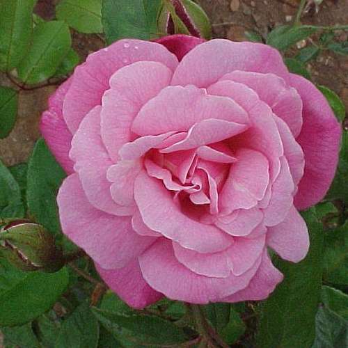 Rosa Old Blush China - Old Shrub Rose