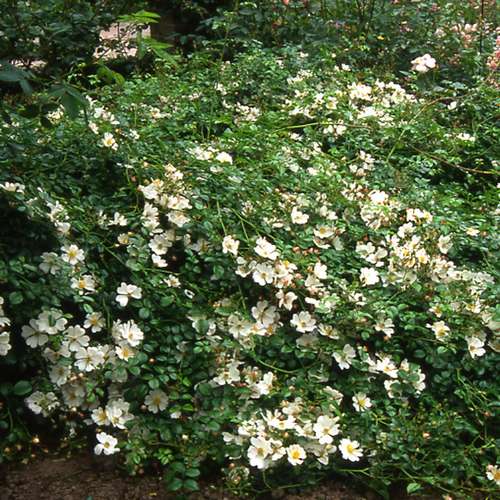 Rosa Partridge - Groundcover Rose