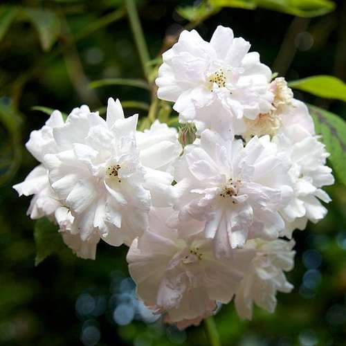 Rosa Paul's Himalayan Musk - Rambling Rose