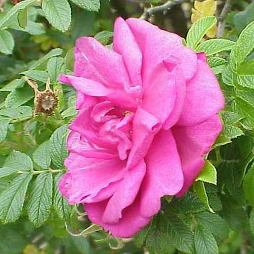 Rosa Roseraie De L'Hay - Rugosa Rose