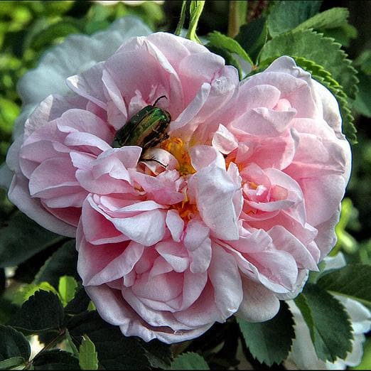 Rosa Centifolia - Old Shrub Rose