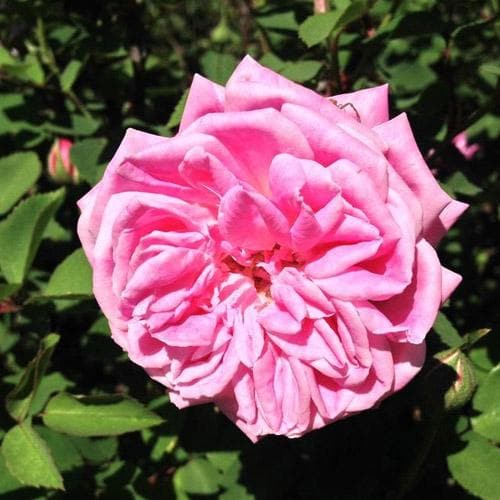 Rosa Hermosa - Old Shrub Rose
