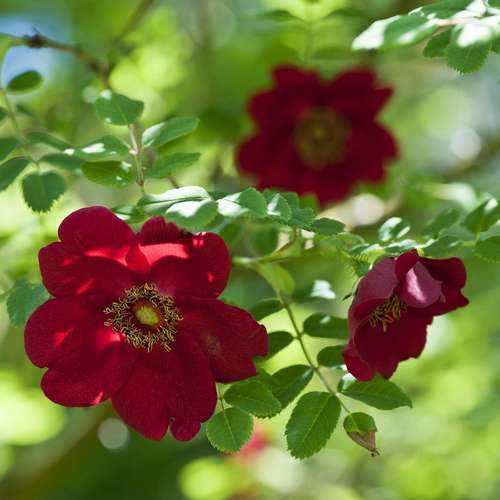 Rosa Moyesii Geranium -Shrub Rose