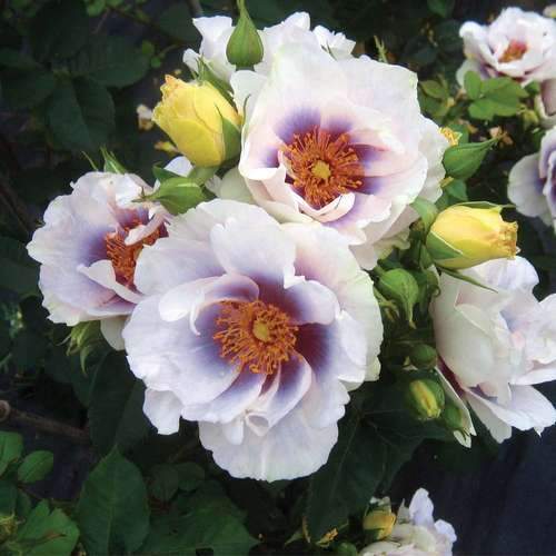 Rosa Persica Eyes For You