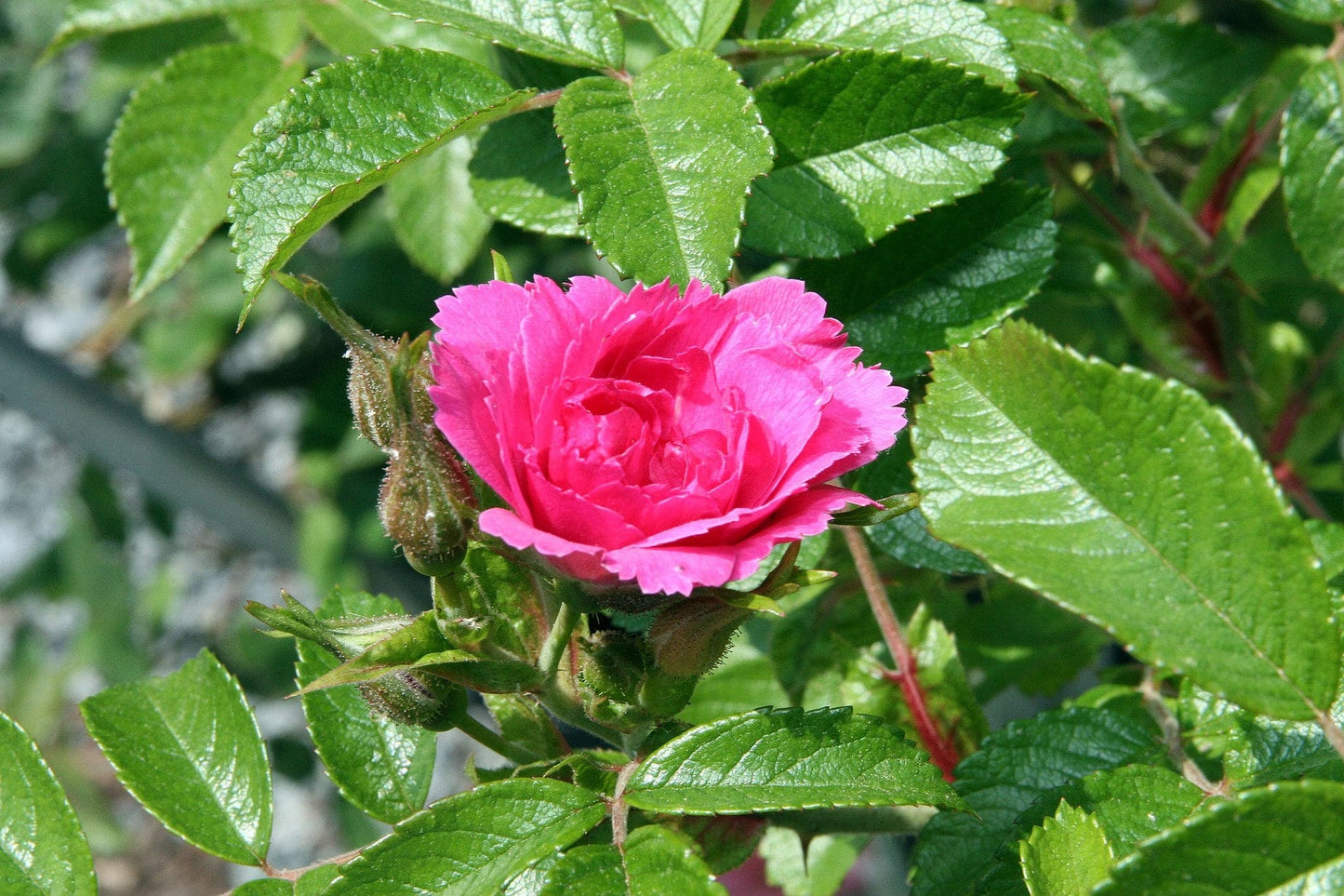Rosa Rugosa F J Grootendorst
