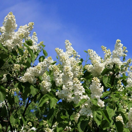 Syringa Vulgaris Souvenir D'Alice Harding