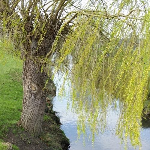 Salix Babylonica Pendula - Weeping Willow