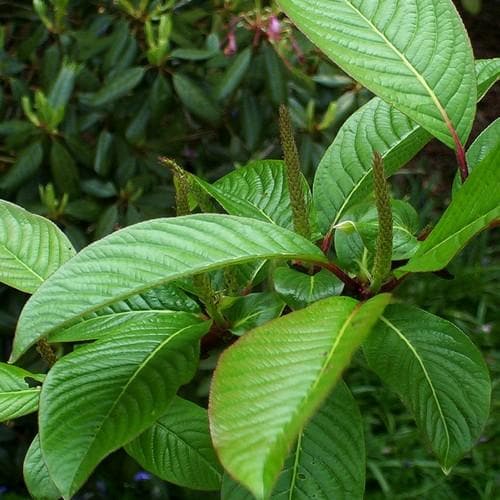 Salix Fargesii