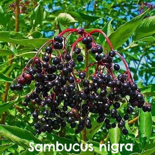 Permaculture Hedge Mix