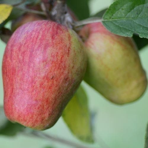 Apple Sheep's Nose