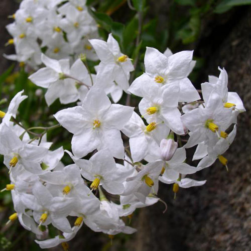Solanum Jasminoides (laxum) Album