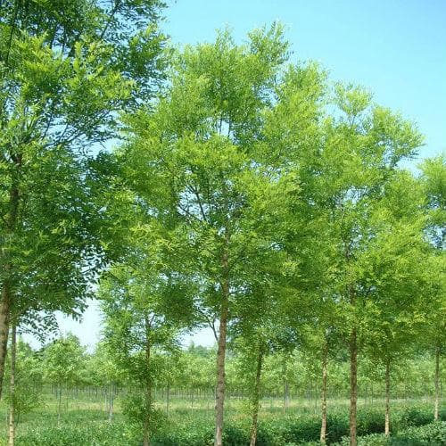 Sophora Japonica Princeton Upright