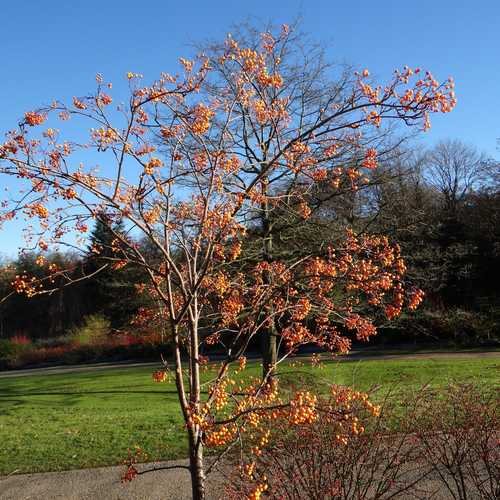 Sorbus Copper Kettle