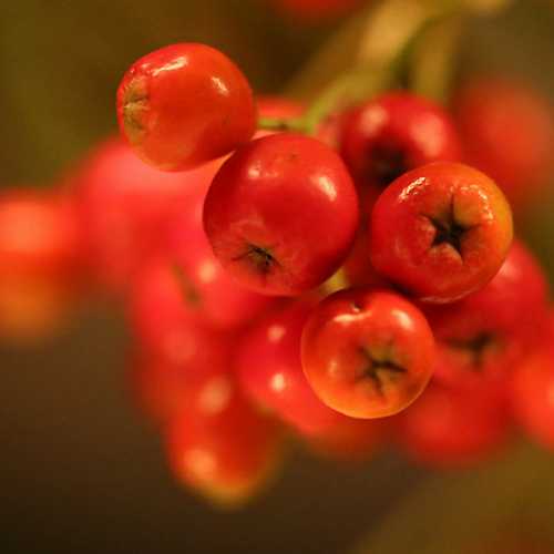 Sorbus Aria Majestica - Whitebeam