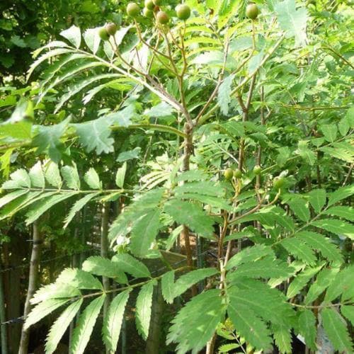 Sorbus Aucuparia Asplenifolia