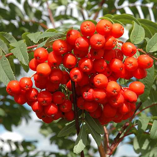 Sorbus Aucuparia Cardinal Royal
