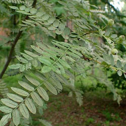 Sorbus Cashmiriana - Kashmir Rowan