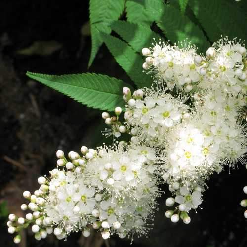 Sorbus Commixta