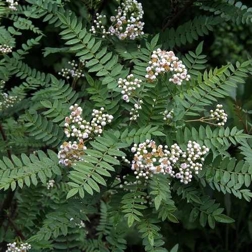 Sorbus Prattii