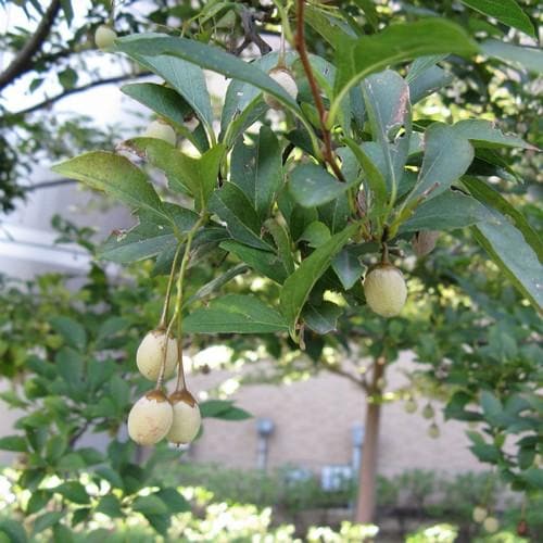 Styrax Japonica - Japanese Snowbell