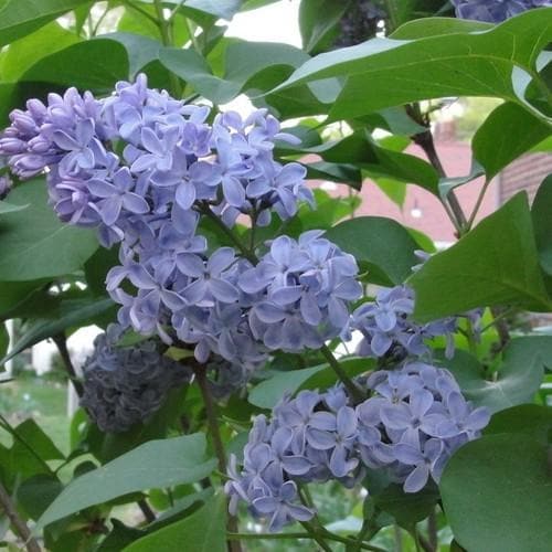 Syringa Vulgaris Carpe Diem