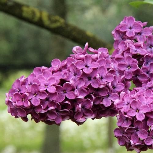 Syringa Vulgaris Charles Joly
